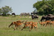 8 days Fly in safari Kenya Masai Mara