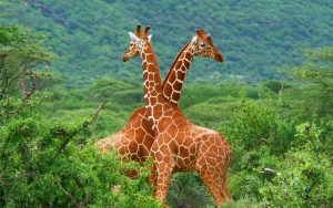 9-days-best-of-kenya-wildlife-safari