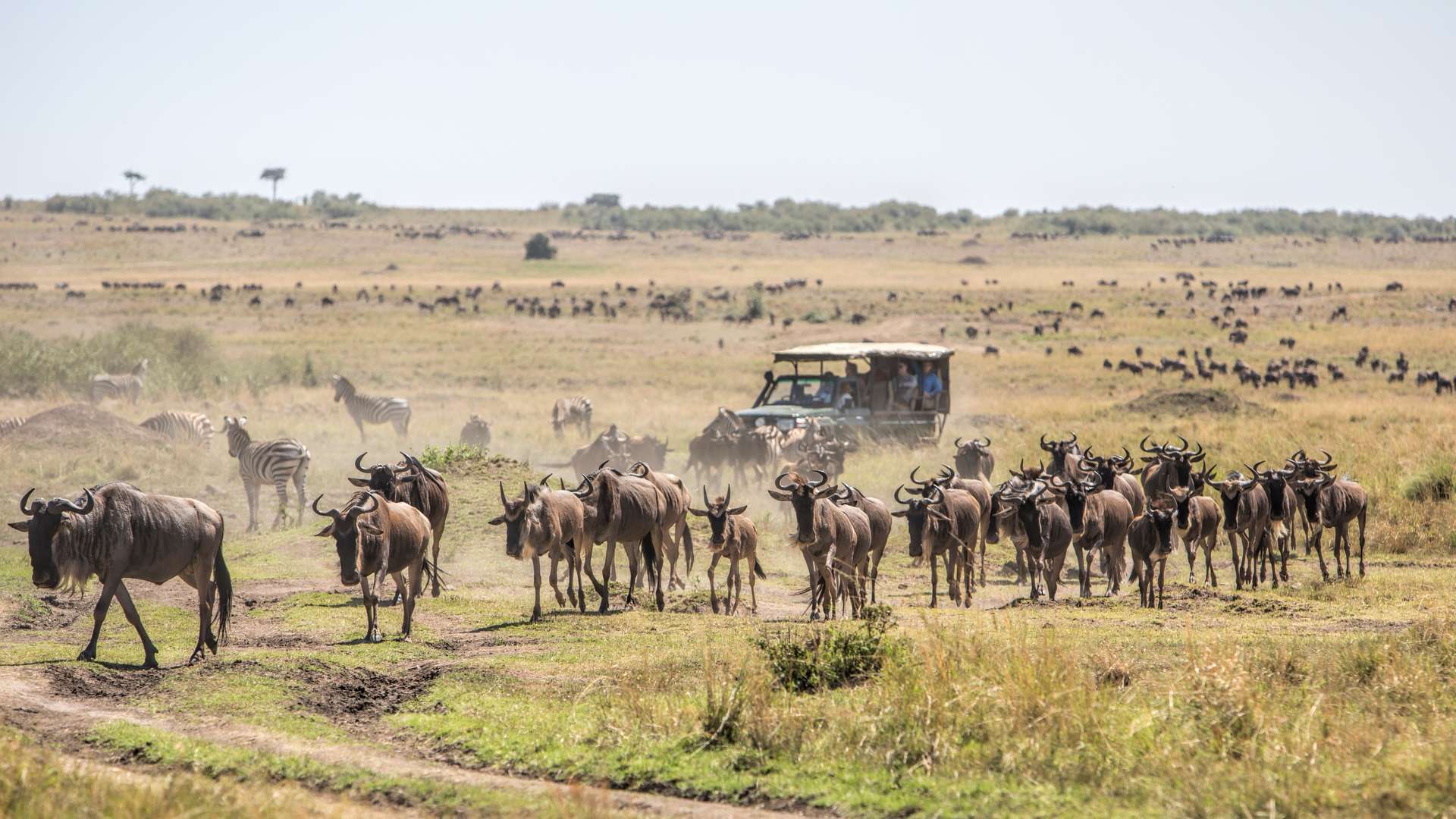 kenya and tanzania safari