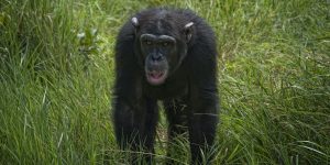 chimps at Olpejeta