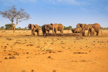 Day trip Tsavo East from Mombasa