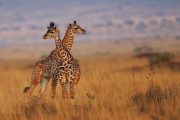 Kenya Honeymoon 11 Days Giraffe