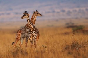 Kenya Honeymoon 11 Days Giraffe