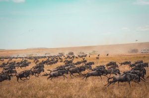 Kenya Migration Safari Camping