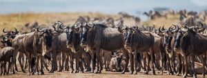 kenya Safaris from nairobi