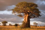 Kenya Tanzania safari Baobab Tarangire