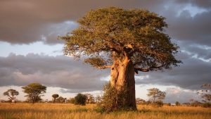 Kenya Tanzania safari Baobab Tarangire