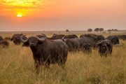 Meru National Park Buffaloes