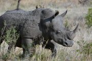 5 days kenya lodge safari Rhino