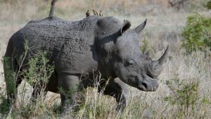 5 days kenya lodge safari Rhino