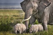 Tarangire elephants Kenya and Tanzania itinerary