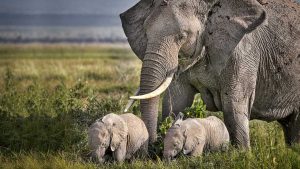 Tarangire elephants Kenya and Tanzania itinerary