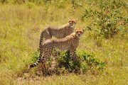 Tsavo East Safari cheetahs