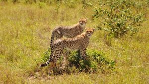 Tsavo East Safari cheetahs