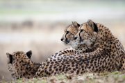 masai mara cheetahs