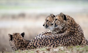 masai mara cheetahs