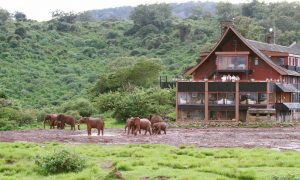 Aberdares National Park The Ark Lodge