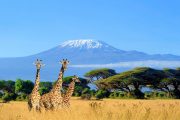 Amboseli National Park Kilimanjaro