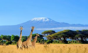 Amboseli National Park Kilimanjaro