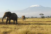 Amboseli national park kenya