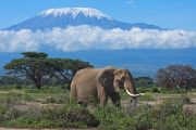 3 days Amboseli safari affordable