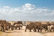 elephants of Amboseli