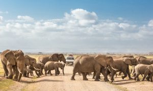 elephants of Amboseli