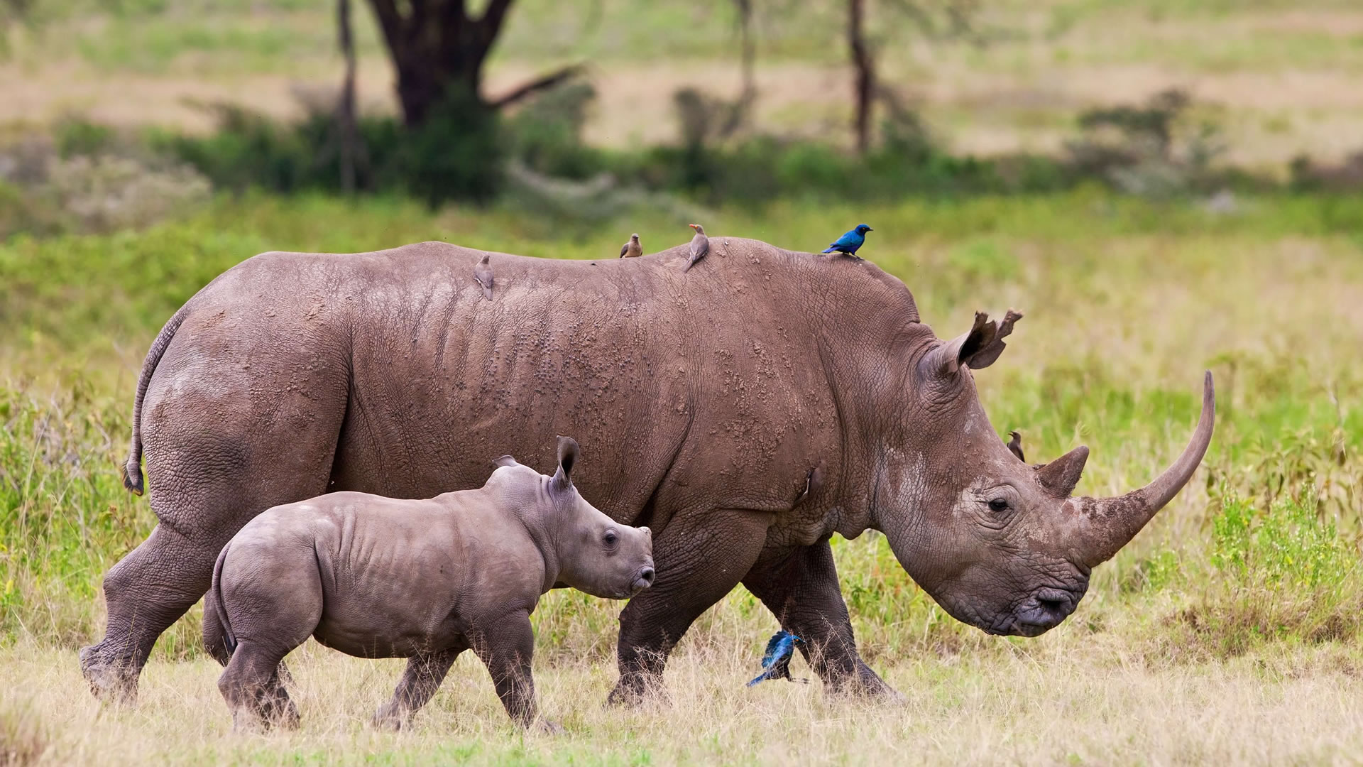 5 Days Kenya Wildlife Safari from Nairobi
