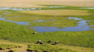 Amboseli national park swamp