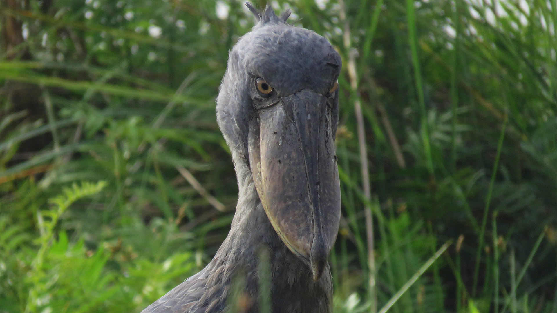 Kakamega Forest Reserve, Western Kenya