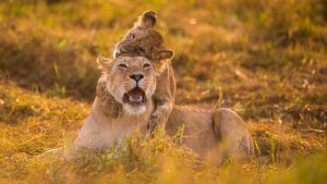 kenya safari lions