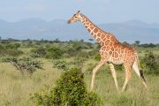Lake Nakuru Wildlife