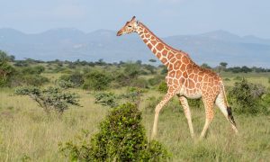 Lake Nakuru Wildlife