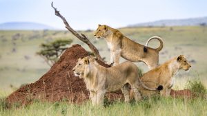 lions Masai Mara Kenya and Tanzania Combined Safari