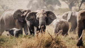 3 days kenya luxury safari amboseli