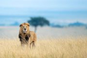 Maasai Mara game reserve