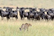 safari Masai Mara