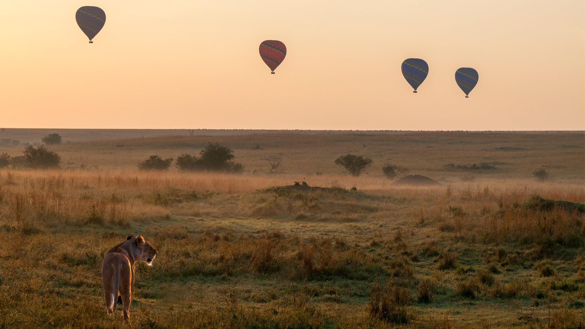 hot air safaris kenya