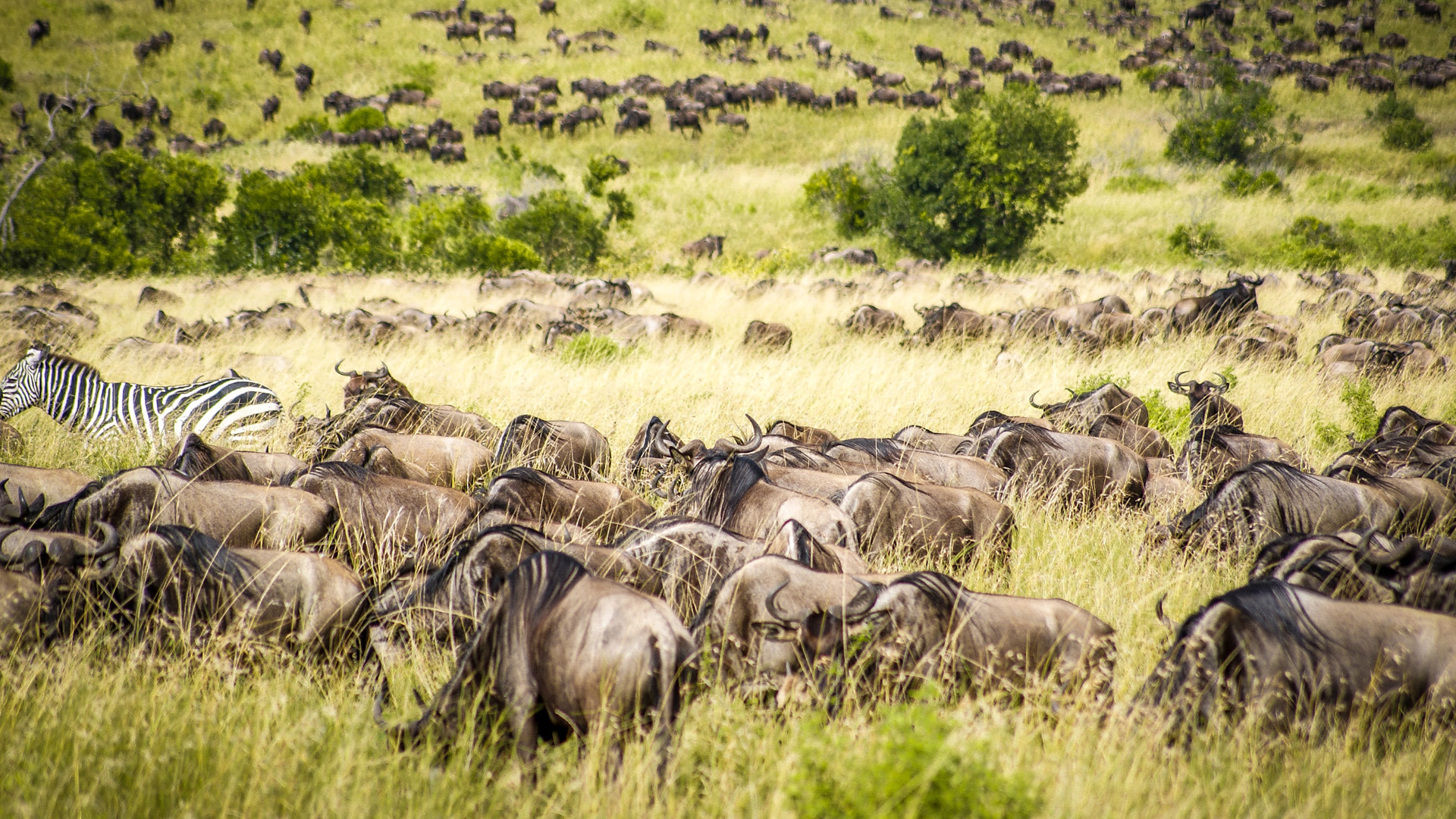 3 days masai mara lodge safari