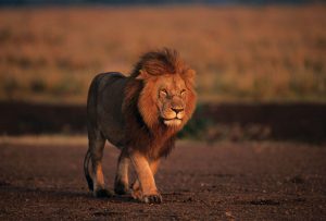 Masai Mara safari lone lion