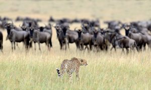 Masai-Mara-Safari-Cheetah