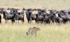 Masai-Mara-Safari-Cheetah