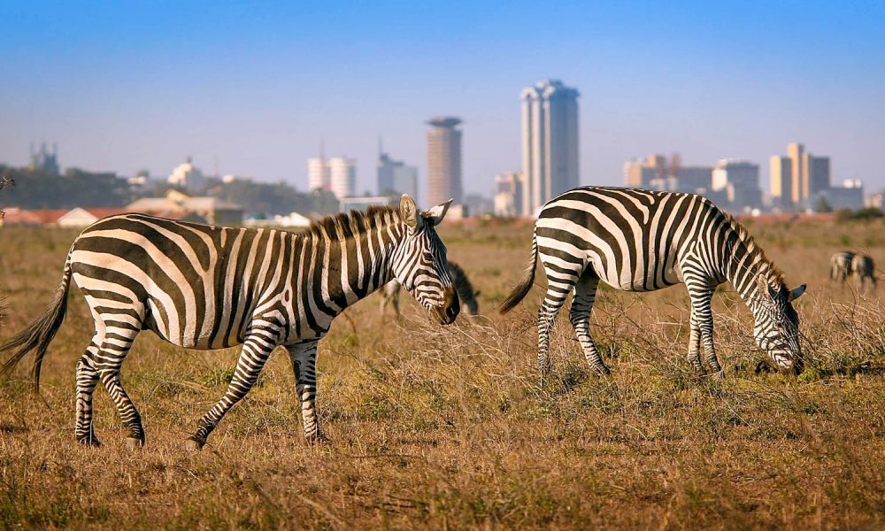Nairobi National park Wildlife