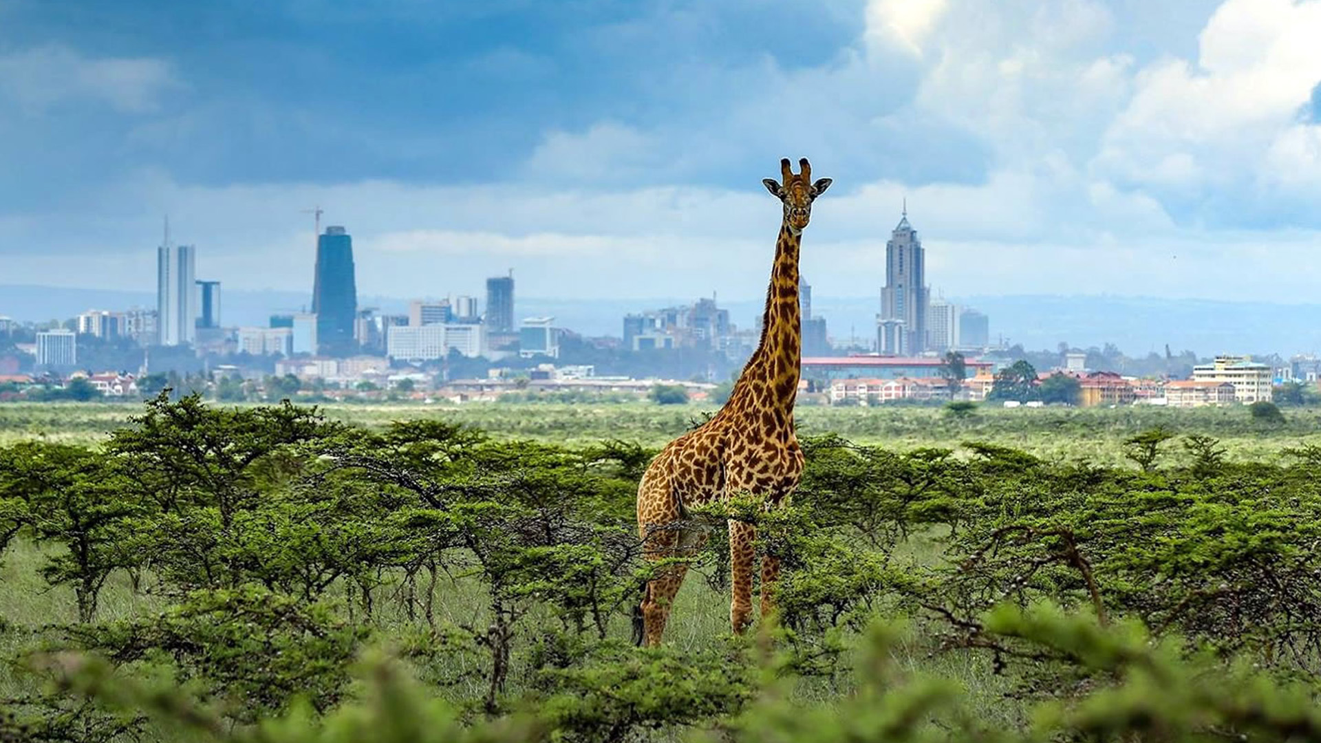 Nairobi National Park, Kenya