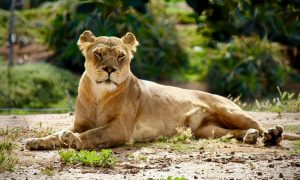 Lone Lioness Kenya Safari