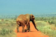 Tsavo West elephant