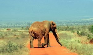 Tsavo West elephant