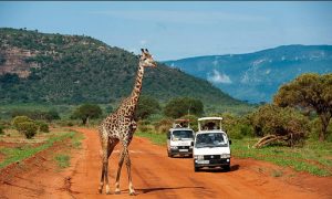 3 days Mombasa safari Tsavo