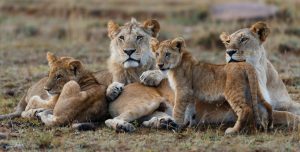 Best Time for Kenya safari