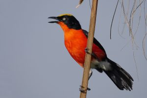 Papyrus Gonolek Lake Victoria